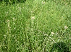 Pilosella auriculoides