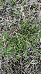 Taraxacum officinale