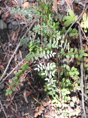 Pellaea andromedifolia