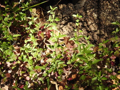 Scutellaria californica