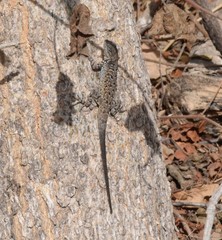 Urosaurus nigricauda