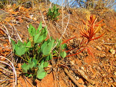 Erythrina leptorhiza