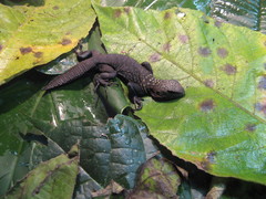 Uracentron flaviceps