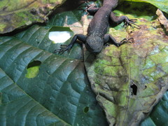 Uracentron flaviceps