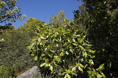 Syzygium guineense