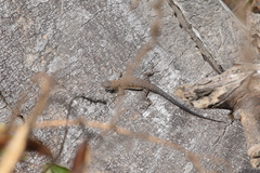 Urosaurus nigricauda