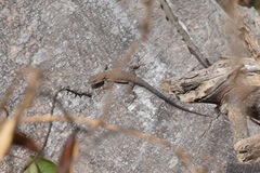 Urosaurus nigricauda