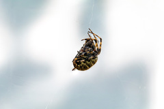 Neoscona orizabensis