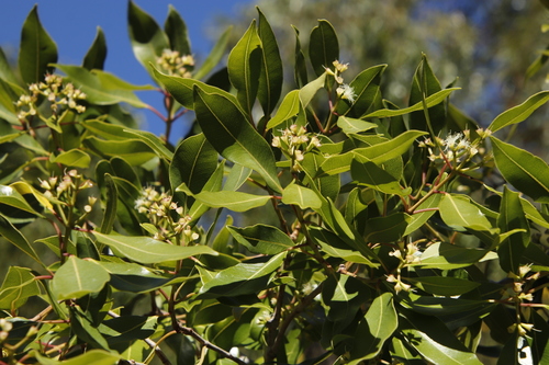Image of Syzygium guineense by (c) Tony Rebelo, some rights reserved (CC BY-SA)