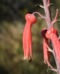 Aloe transvaalensis