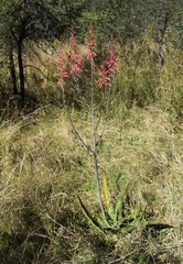 Aloe transvaalensis