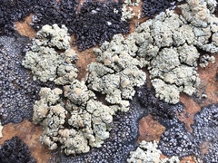 Rhizoplaca opiniconensis