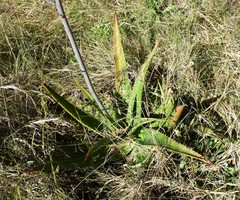 Aloe transvaalensis