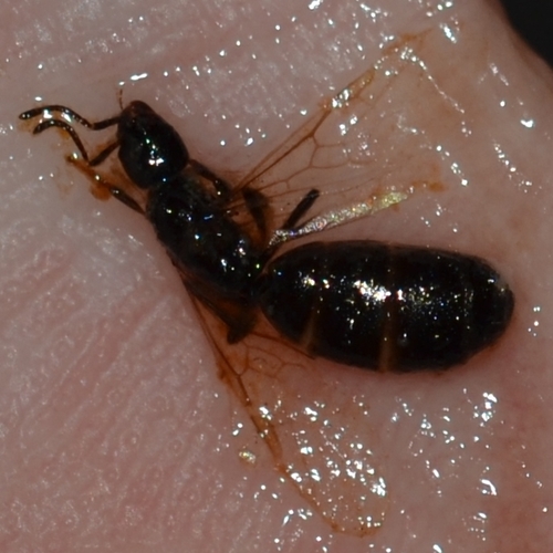 Copper-bellied Ant photo 6