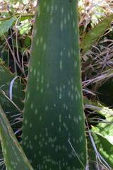 Aloe transvaalensis
