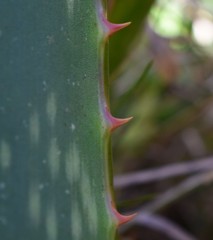 Aloe transvaalensis