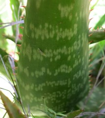 Aloe transvaalensis