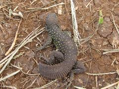 Uracentron flaviceps