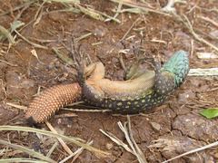 Uracentron flaviceps