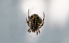 Neoscona orizabensis