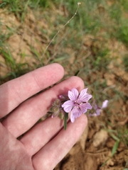 Geranium linearilobum