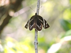 Geyeria decussata