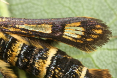 Chamaesphecia empiformis