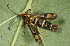 Chamaesphecia empiformis