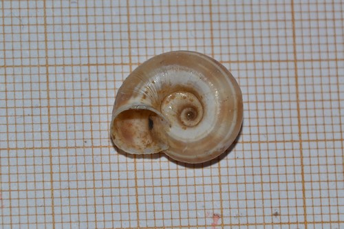 Heath Snail