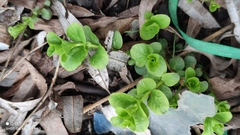 Lysimachia nummularia
