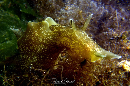 Aplysia punctata (Cuvier, 1803)