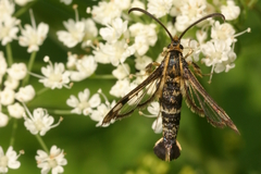 Chamaesphecia empiformis