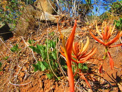 Erythrina leptorhiza