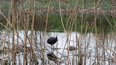 Fulica atra