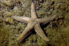 Astropecten irregularis