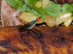 Glyphidops flavifrons