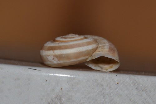 Heath Snail
