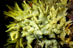 Halichondria bowerbanki