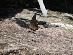 Historis acheronta
