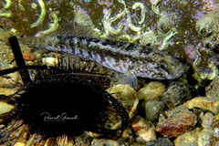Gobius ophiocephalus
