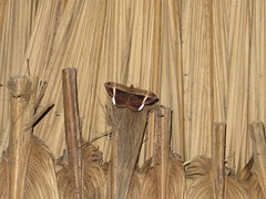 Hemeroblemma mexicana