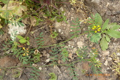 Hippocrepis multisiliquosa