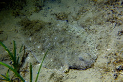 Solea aegyptiaca
