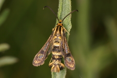 Chamaesphecia empiformis