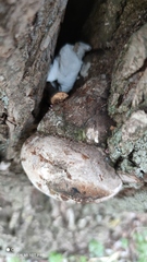 Phellinus igniarius