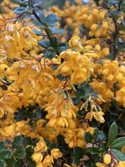 Berberis darwinii