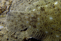 Solea aegyptiaca