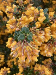 Berberis darwinii