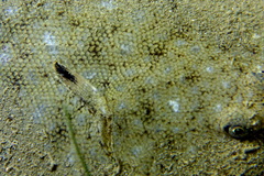 Solea aegyptiaca