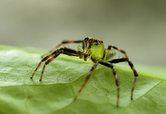 Epeus indicus